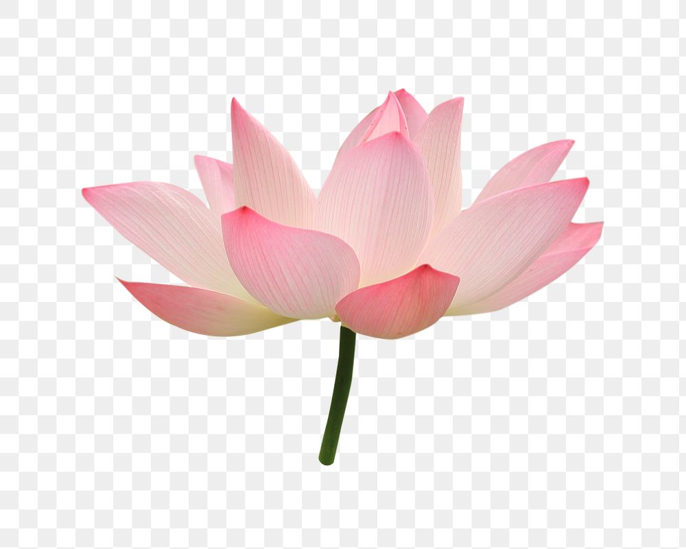 Pink lotus png flower sticker, transparent background