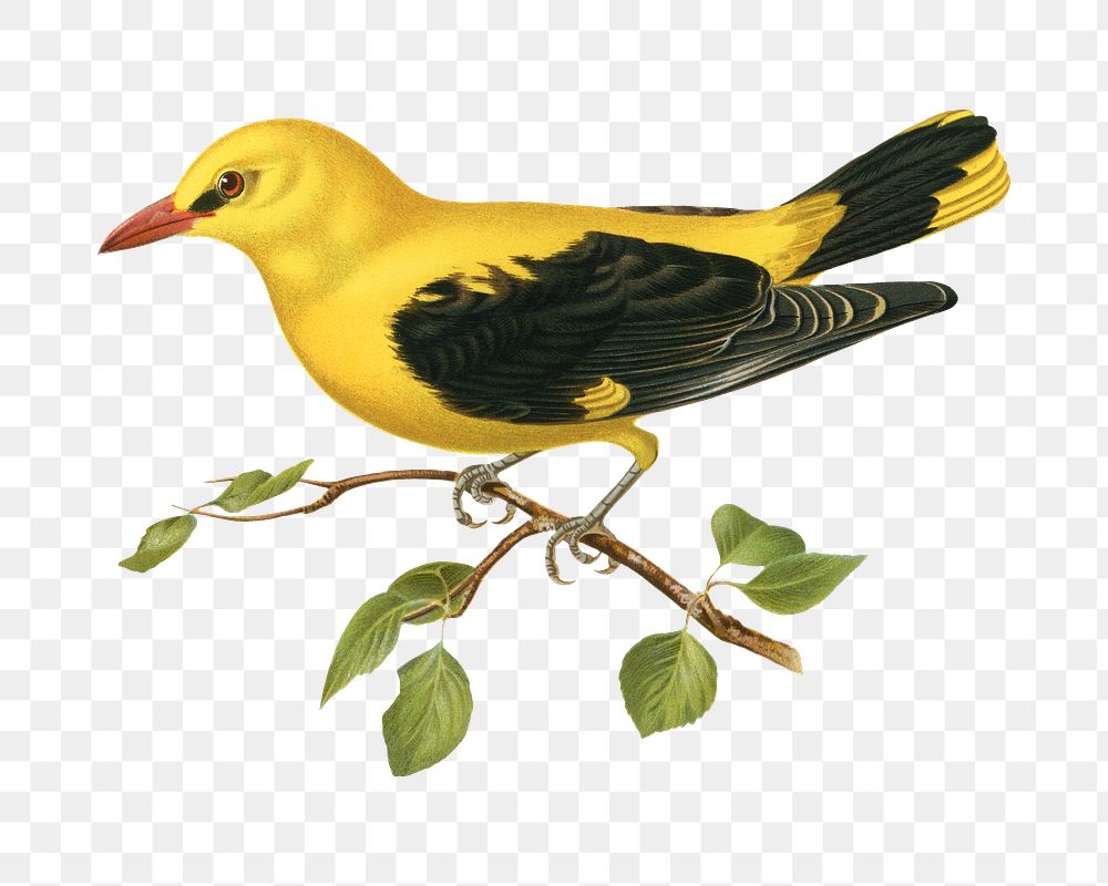 Eurasian golden oriole png bird sticker, transparent background