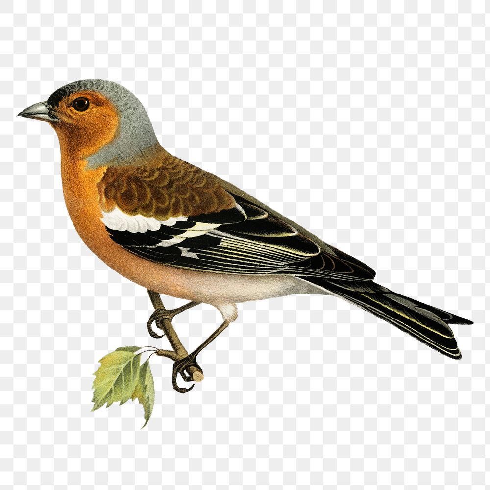 Chaffinch bird png sticker, animal on transparent background
