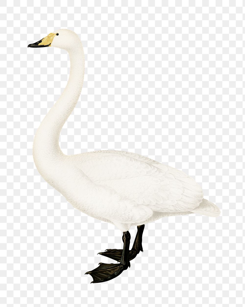 Whooper swan png bird sticker, transparent background