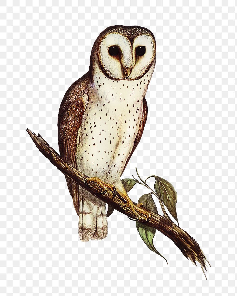 Delicate owl png bird sticker, transparent background