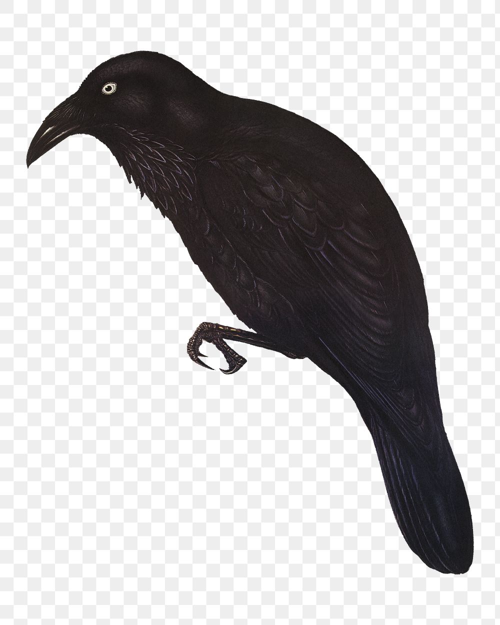 White-eyed crow png bird sticker, transparent background