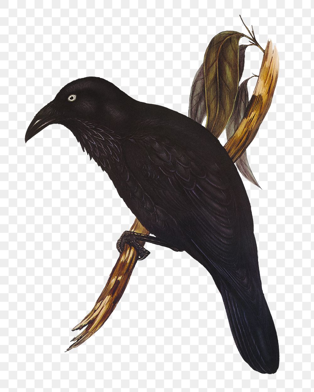 White-eyed crow png bird sticker, transparent background