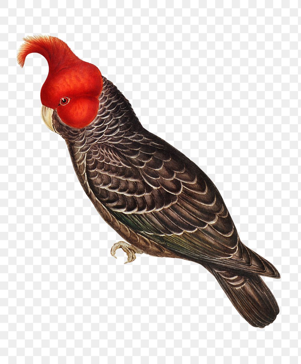 Gang-gang cockatoo png sticker, vintage bird on transparent background