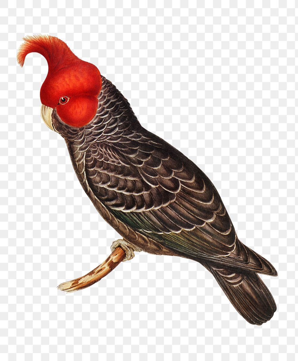 Gang-gang cockatoo png sticker, vintage bird on transparent background