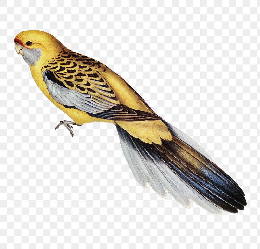 Yellow-rumped parakeet png sticker, vintage bird on transparent background
