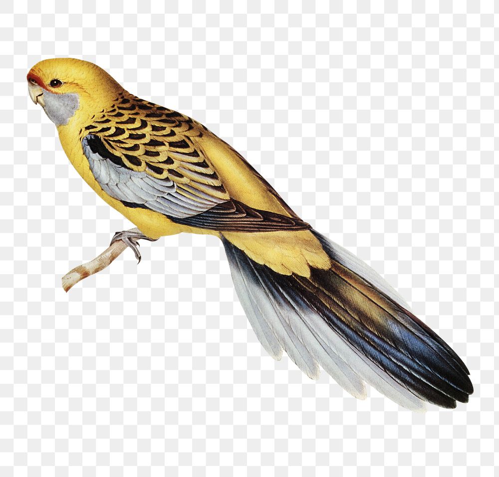 Yellow-rumped parakeet png sticker, vintage bird on transparent background
