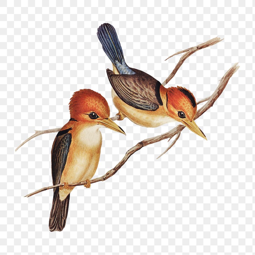 Yellow-billed kingfisher png bird sticker, transparent background