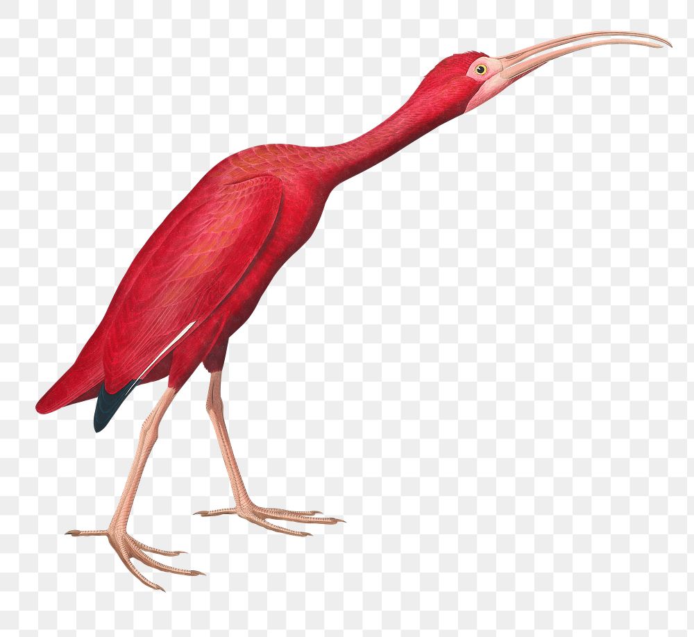 Scarlet ibis png sticker, vintage bird on transparent background