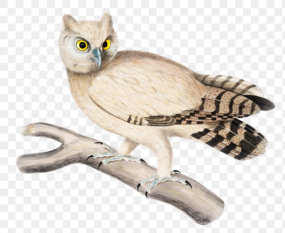 Coromandel owl png sticker, vintage bird on transparent background