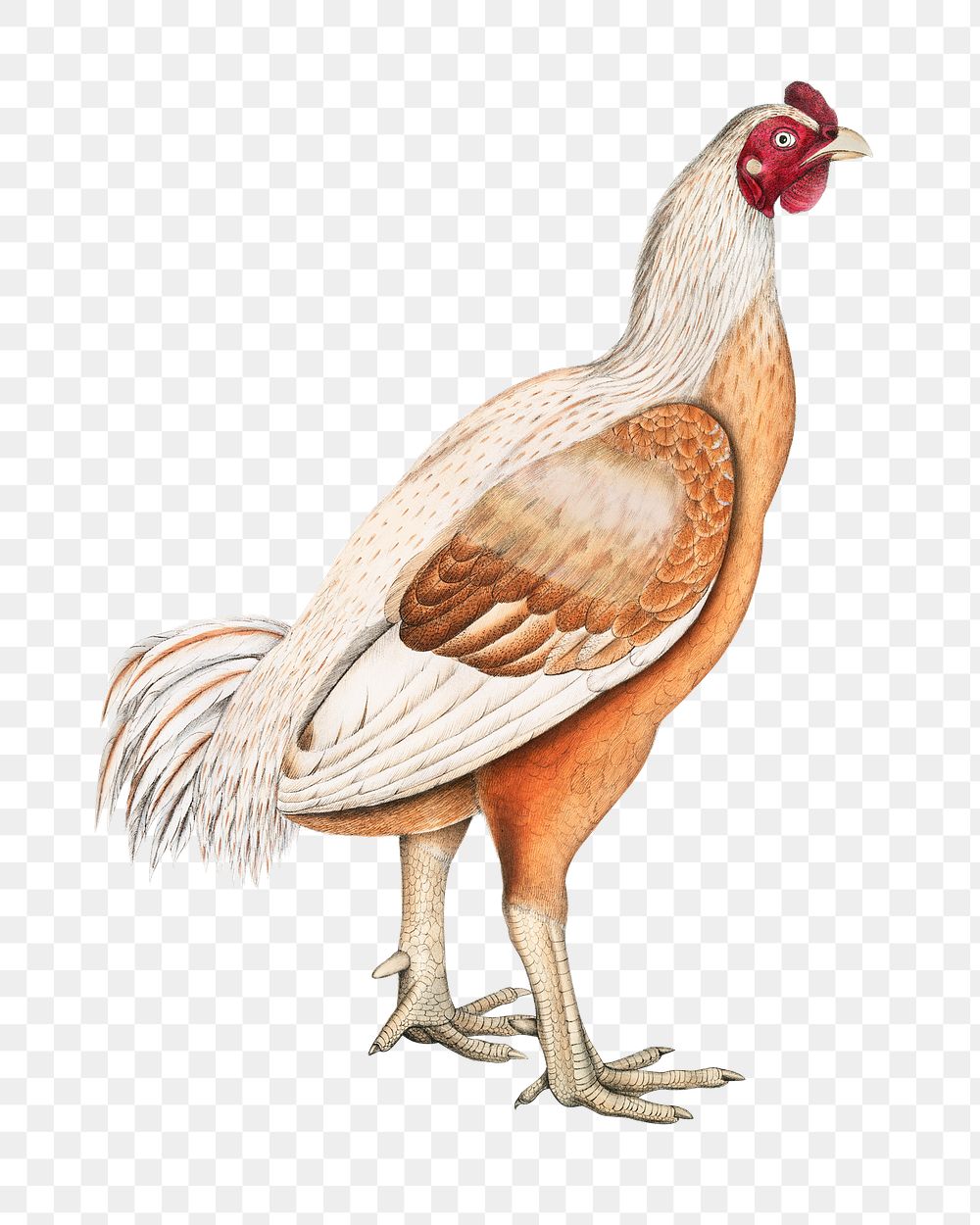 Malabar cock png sticker, vintage bird on transparent background