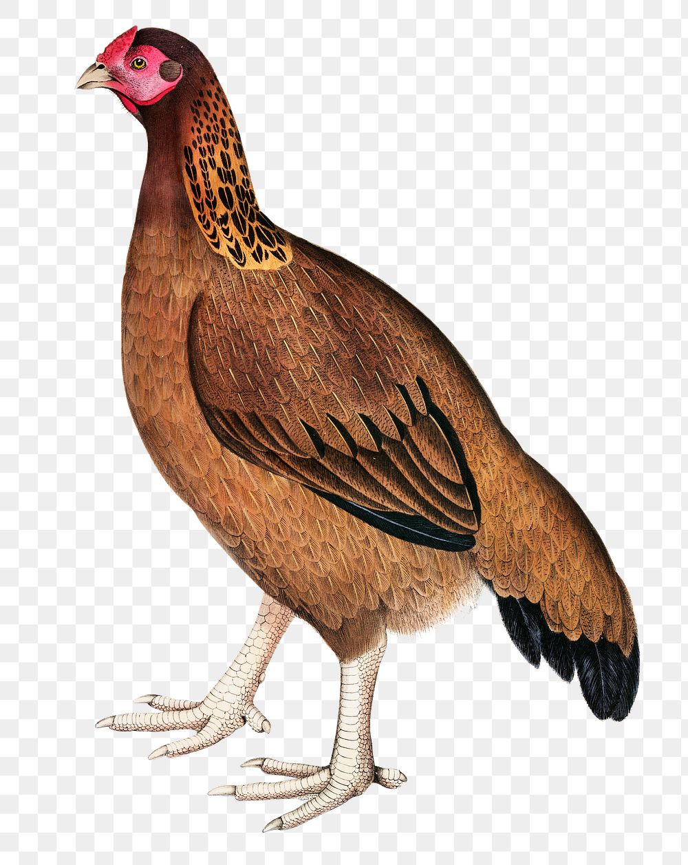 Malabar hen png sticker, vintage bird on transparent background