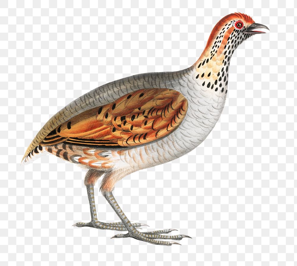 Olive partridge png sticker, vintage bird on transparent background