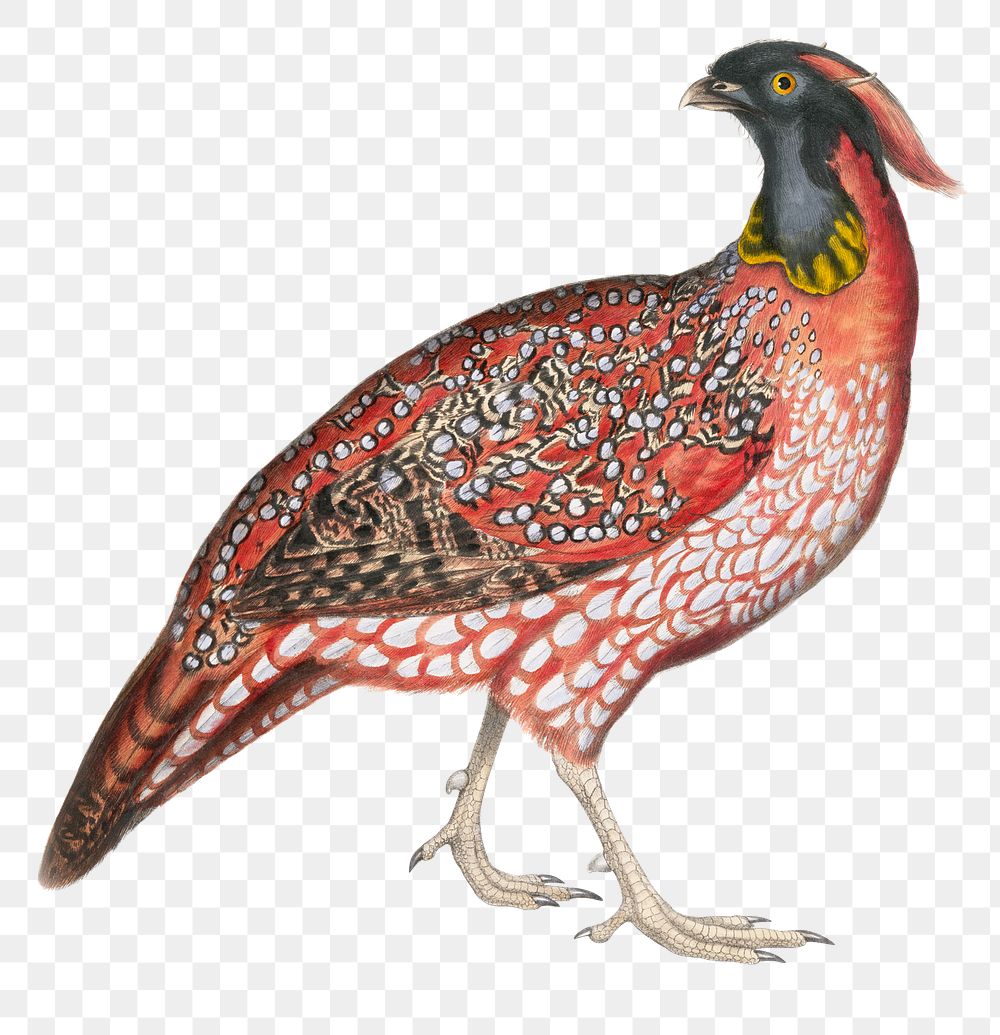 Chinese horned pheasant png sticker, vintage bird on transparent background