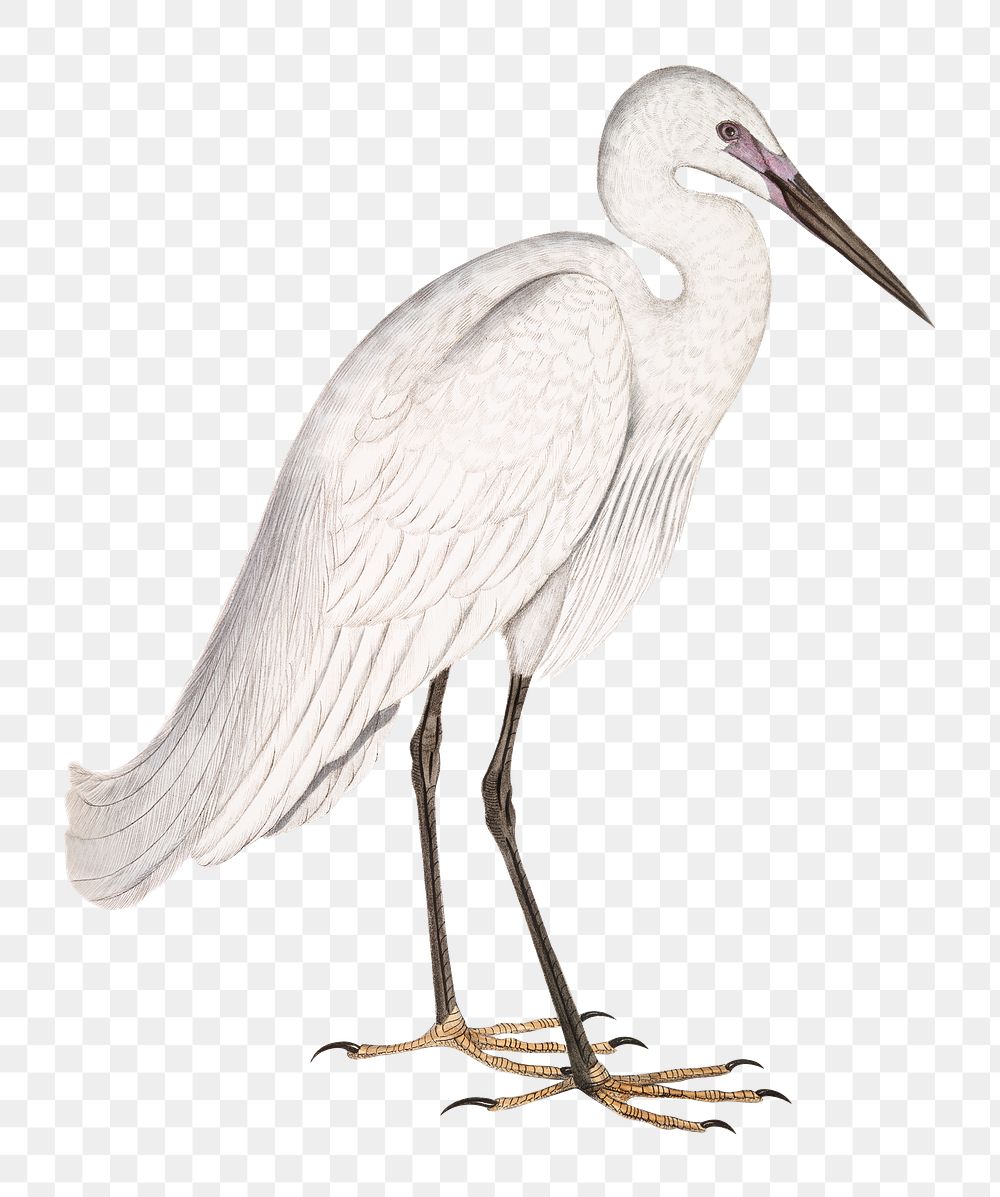 Indian white heron png sticker, vintage bird on transparent background