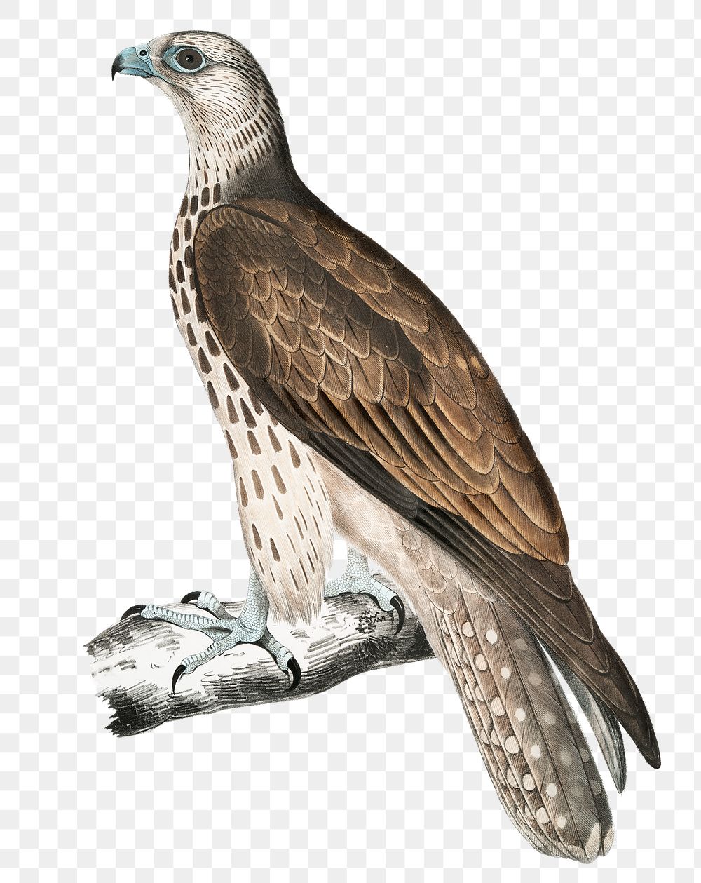 Cherrug falcon png sticker, vintage bird on transparent background