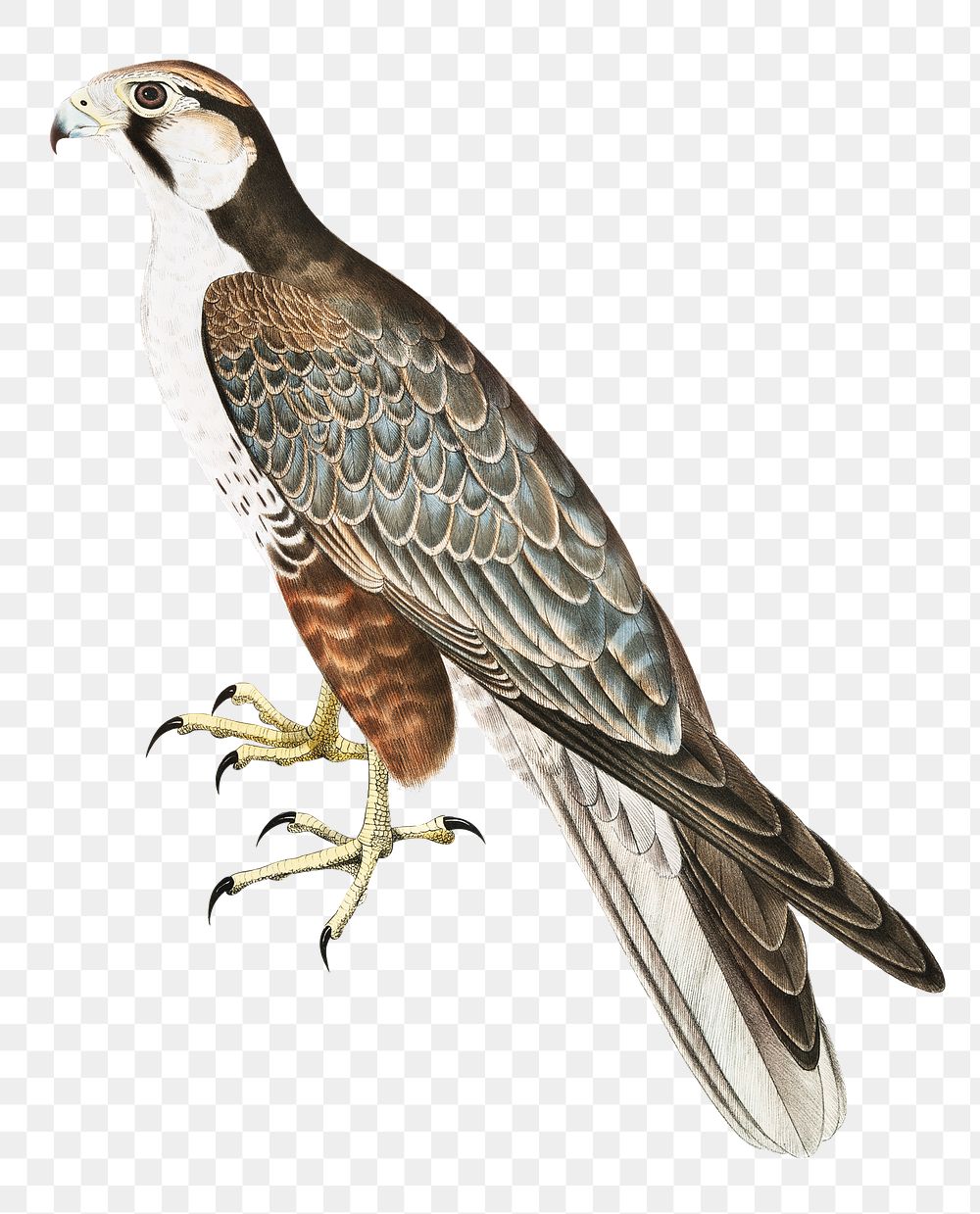 Jugger falcon png sticker, vintage bird on transparent background