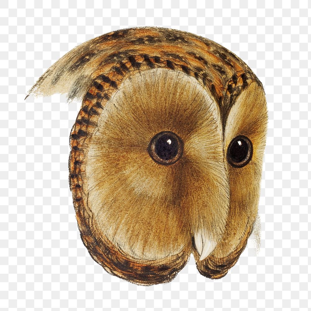 Tasmanian masked owl png sticker, vintage bird on transparent background