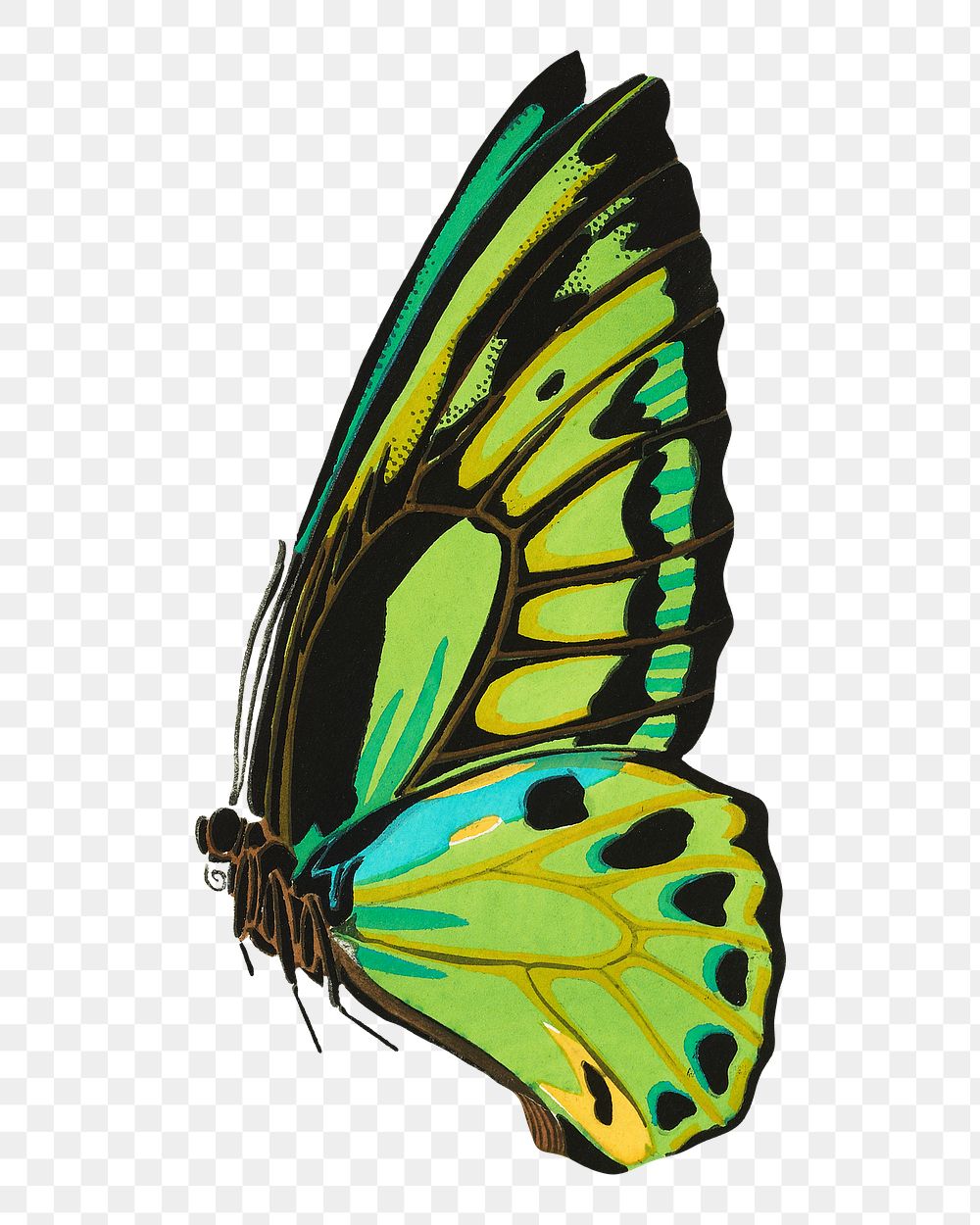 Green butterfly png sticker, vintage insect on transparent background.  Remixed by rawpixel