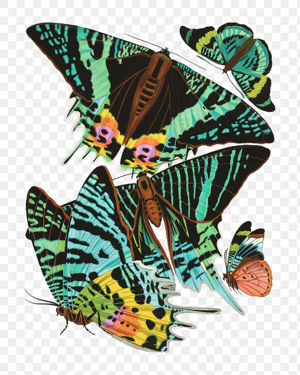 E.A. S&eacute;guy's png butterfly sticker, vintage insect set on transparent background.  Remixed by rawpixel