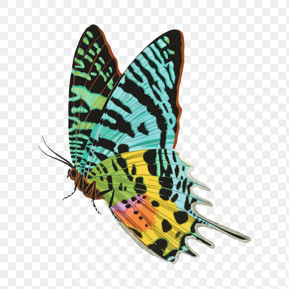 E.A. S&eacute;guy's butterfly png sticker, exotic insect on transparent background.  Remixed by rawpixel