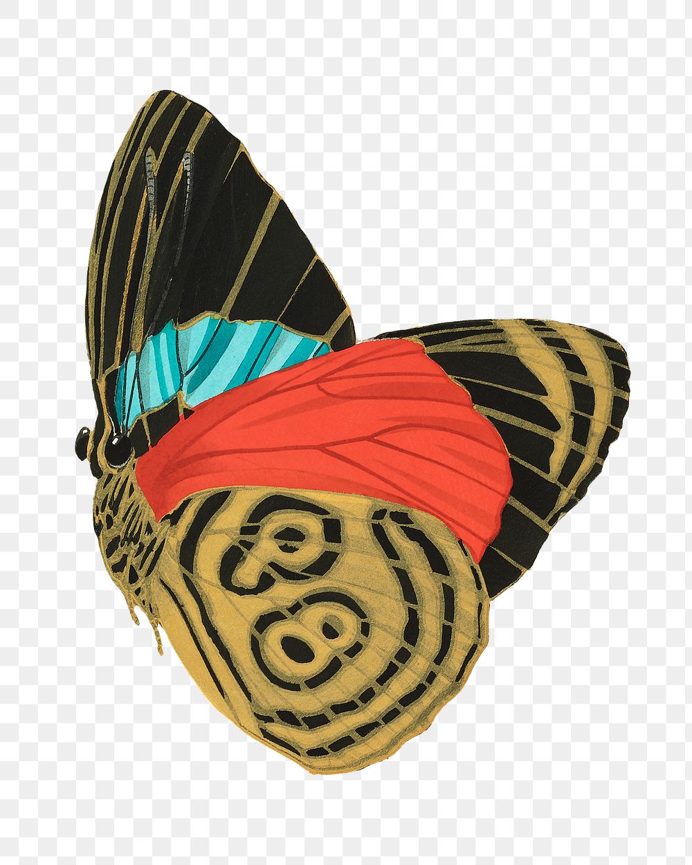 Colorful exotic butterfly png sticker, vintage insect on transparent background.  Remixed by rawpixel