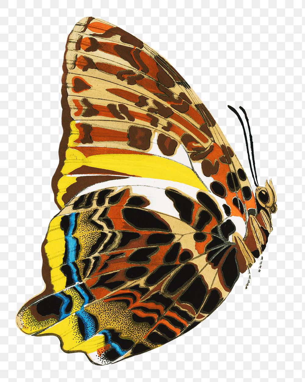 E.A. S&eacute;guy's butterfly png sticker, exotic insect on transparent background. Remixed by rawpixel