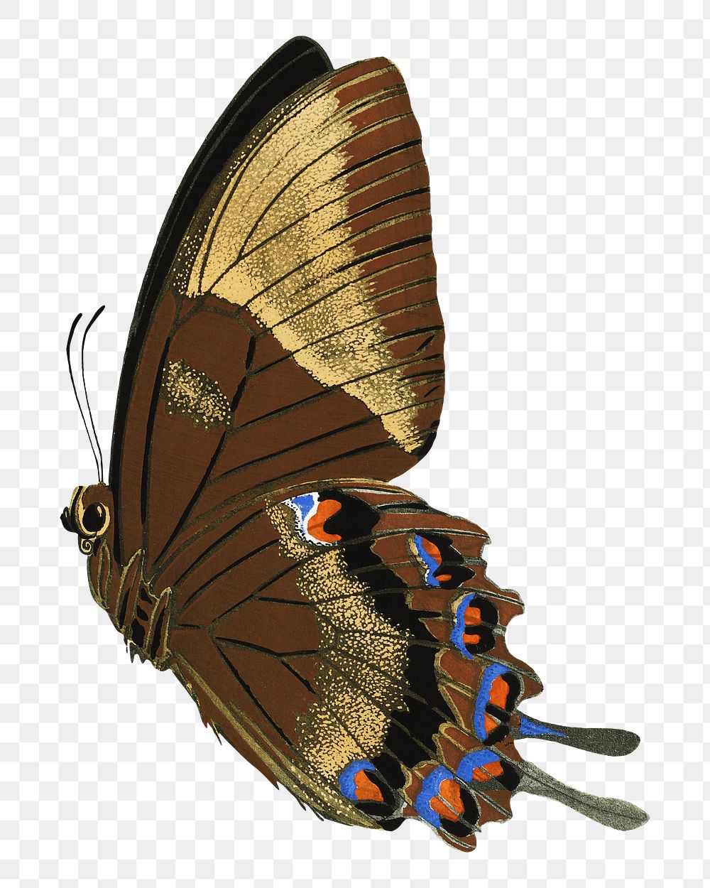 E.A. S&eacute;guy's butterfly png sticker, exotic insect on transparent background.  Remixed by rawpixel