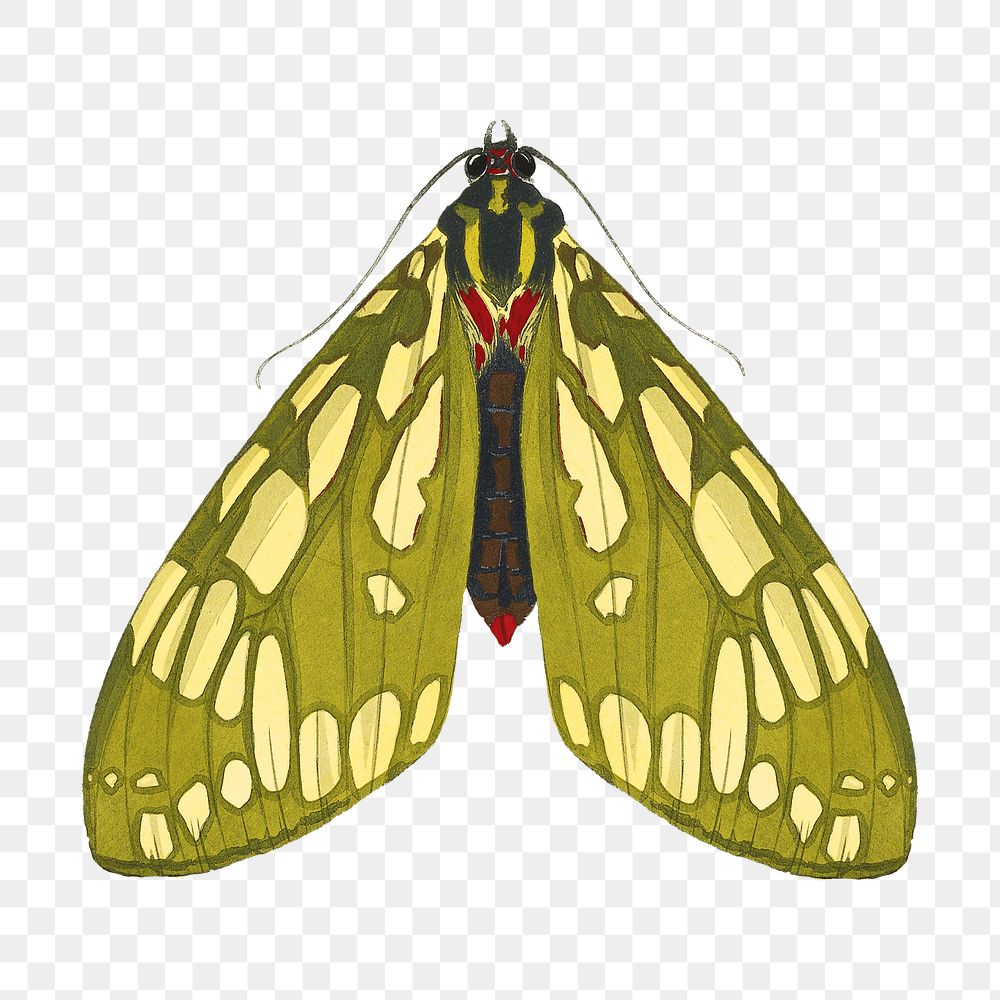 Green spotted butterfly png sticker, vintage on transparent background.  Remixed by rawpixel