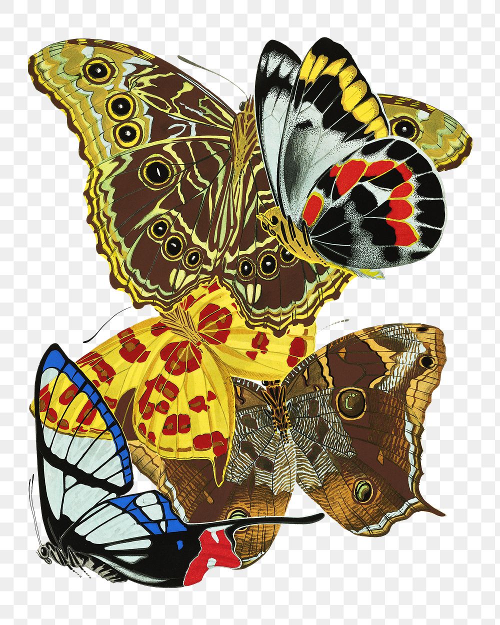 E.A. S&eacute;guy's png butterfly sticker, vintage insect set on transparent background.  Remixed by rawpixel