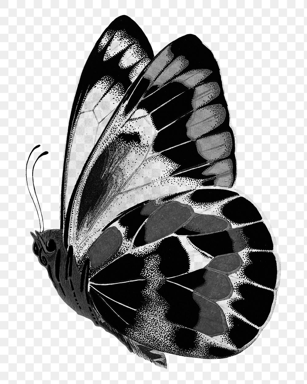 Black butterfly png sticker, vintage insect on transparent background. Remixed from the artwork of E.A. Séguy.