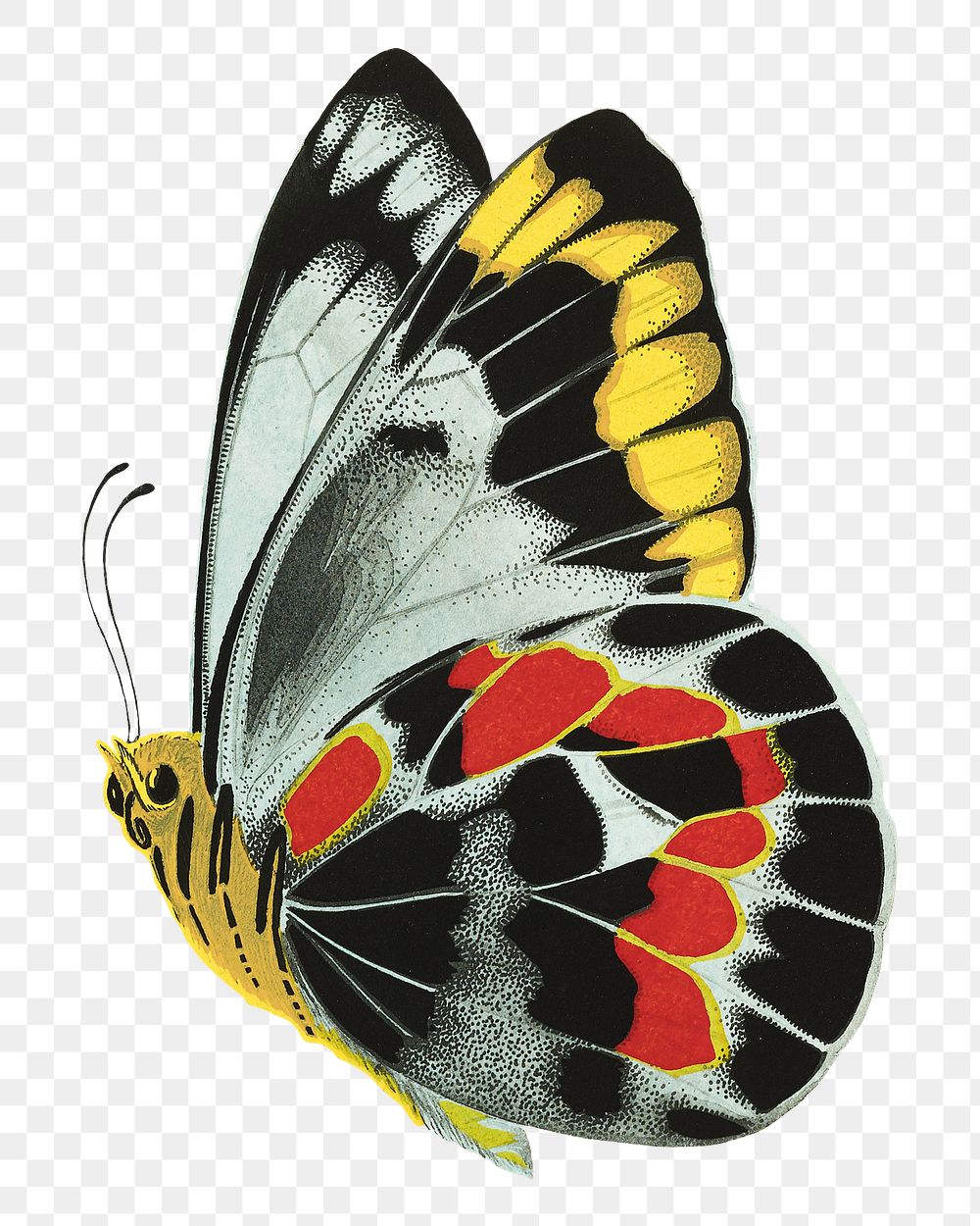 E.A. Séguy's butterfly png sticker, exotic insect on transparent background.  Remixed by rawpixel