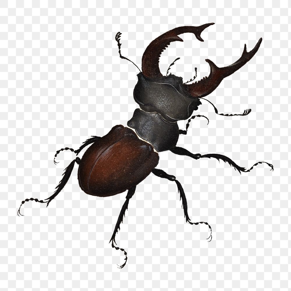 Stag Beetle png sticker, insect, transparent background.   Remastered by rawpixel