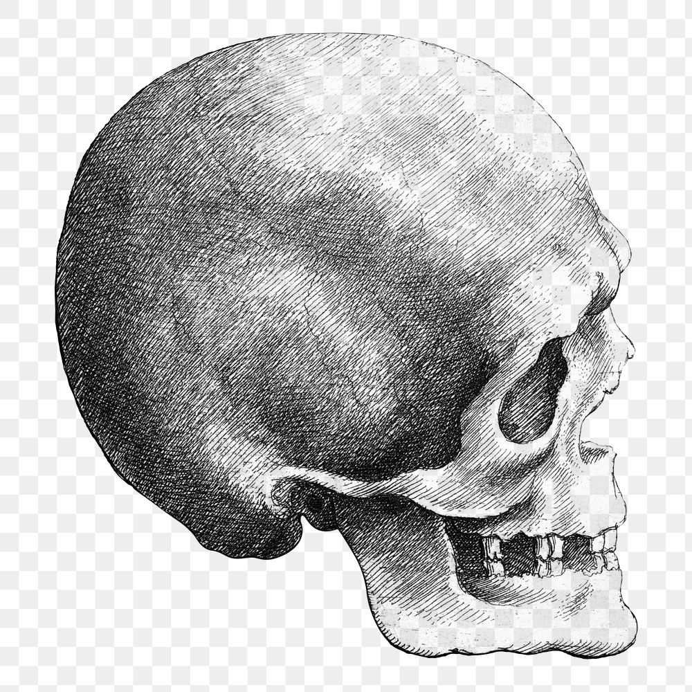 Wenceslaus Hollar's png Skull in profile to right on transparent background.    Remastered by rawpixel