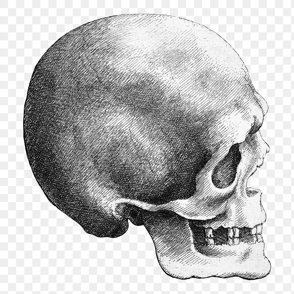 Wenceslaus Hollar's png Skull in profile to right on transparent background.    Remastered by rawpixel