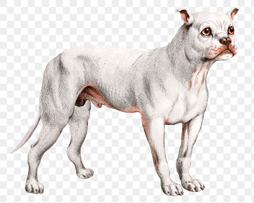 White Carnivora dog png sticker, or flesh-eating animals on transparent background.  Remastered by rawpixel