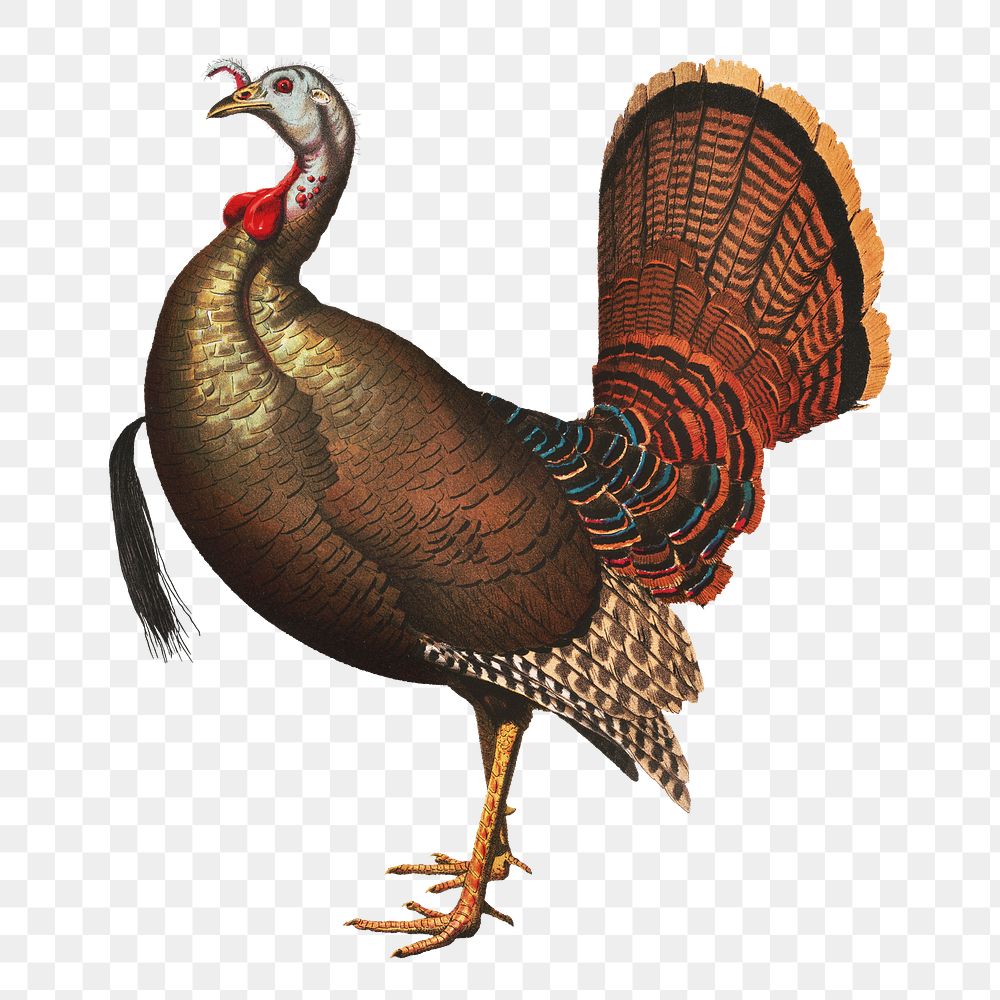 Wild turkey png sticker, farm animal on transparent background.  Remastered by rawpixel