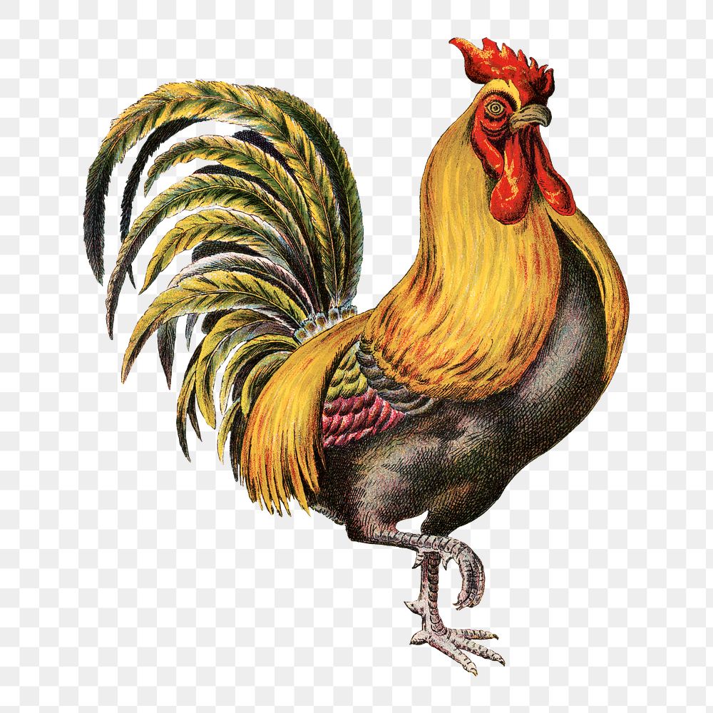 Vintage rooster png sticker, farm | Premium PNG - rawpixel