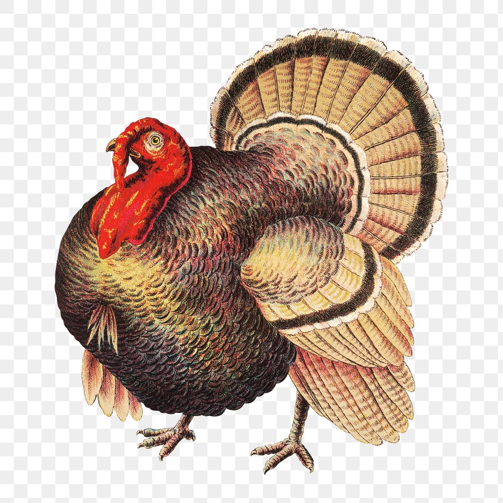 Vintage turkey png sticker, farm animal on transparent background.  Remastered by rawpixel