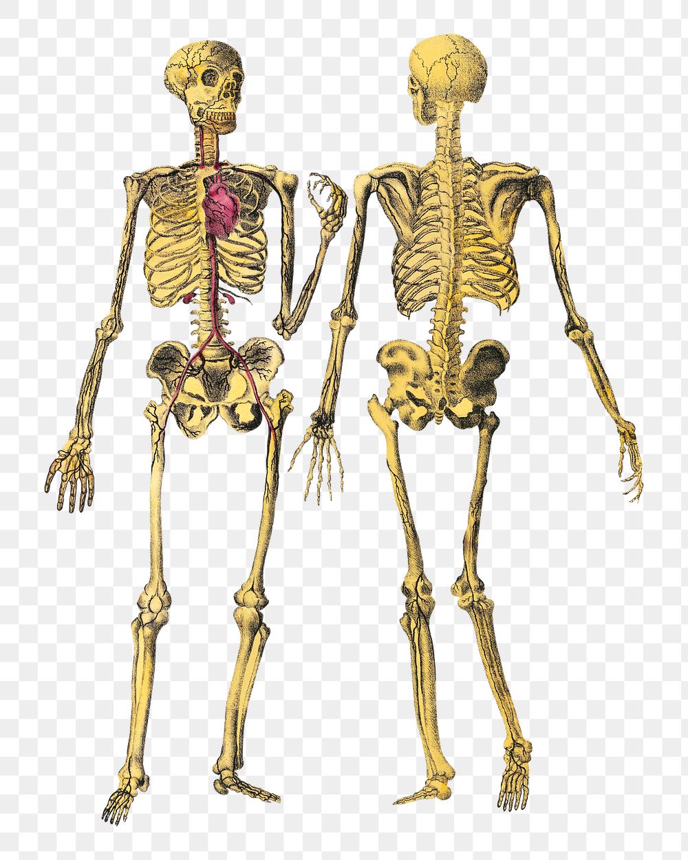 Dr. Parker's png human skeleton, vintage illustration on transparent background.  Remastered by rawpixel
