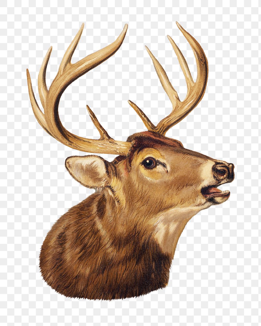Vintage stag png sticker, animal on transparent background.   Remastered by rawpixel