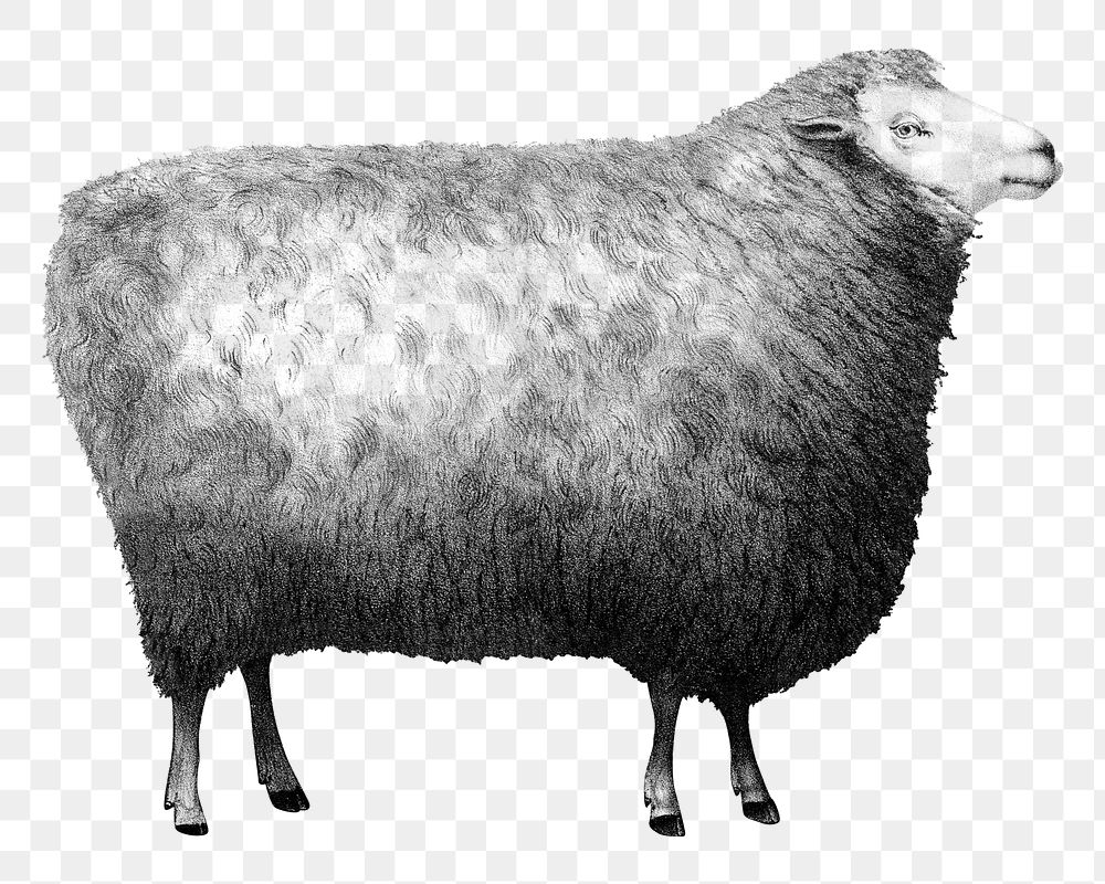 New Oxford Sheep png sticker, farm animal on transparent background.  Remastered by rawpixel