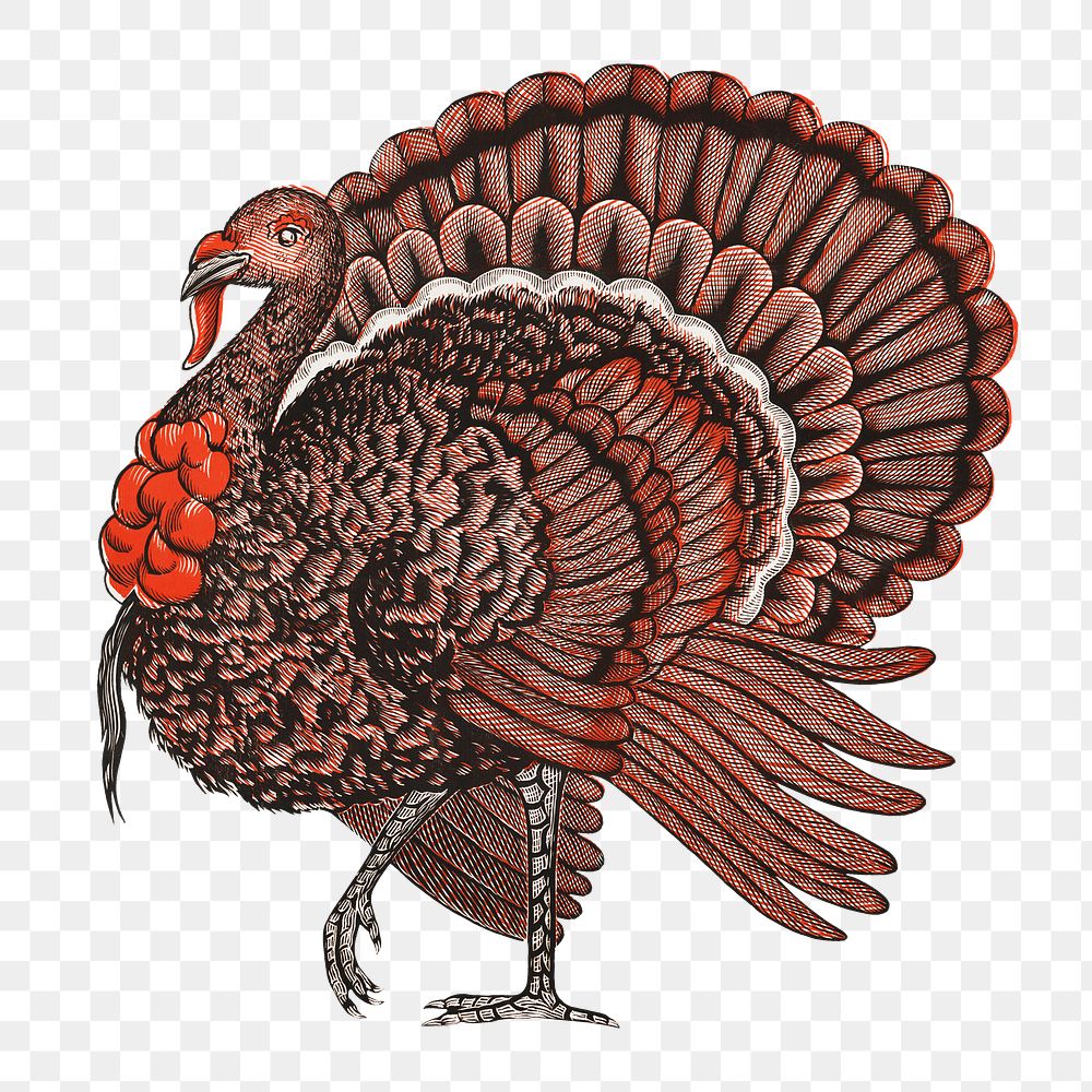 Molten's turkey png sticker, vintage animal on transparent background.  Remastered by rawpixel