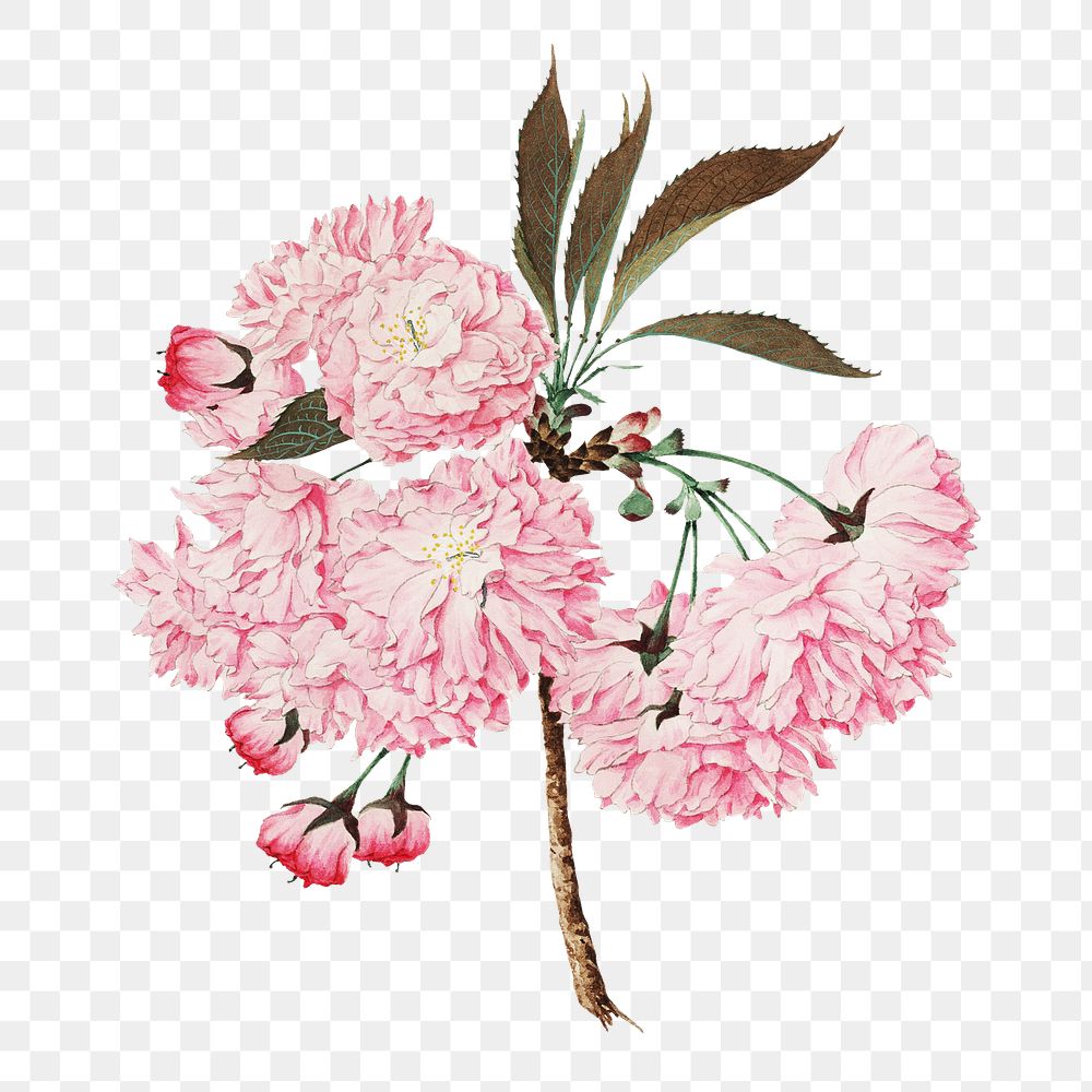 Kokichi Tsunoi's pink flower png sticker, transparent background.  Remastered by rawpixel