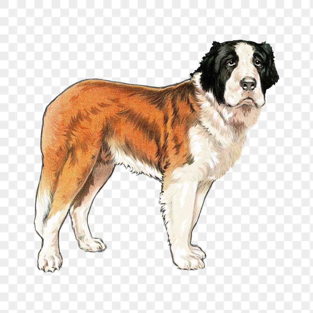 Saint Bernard dog png sticker, animal on transparent background.   Remixed by rawpixel.