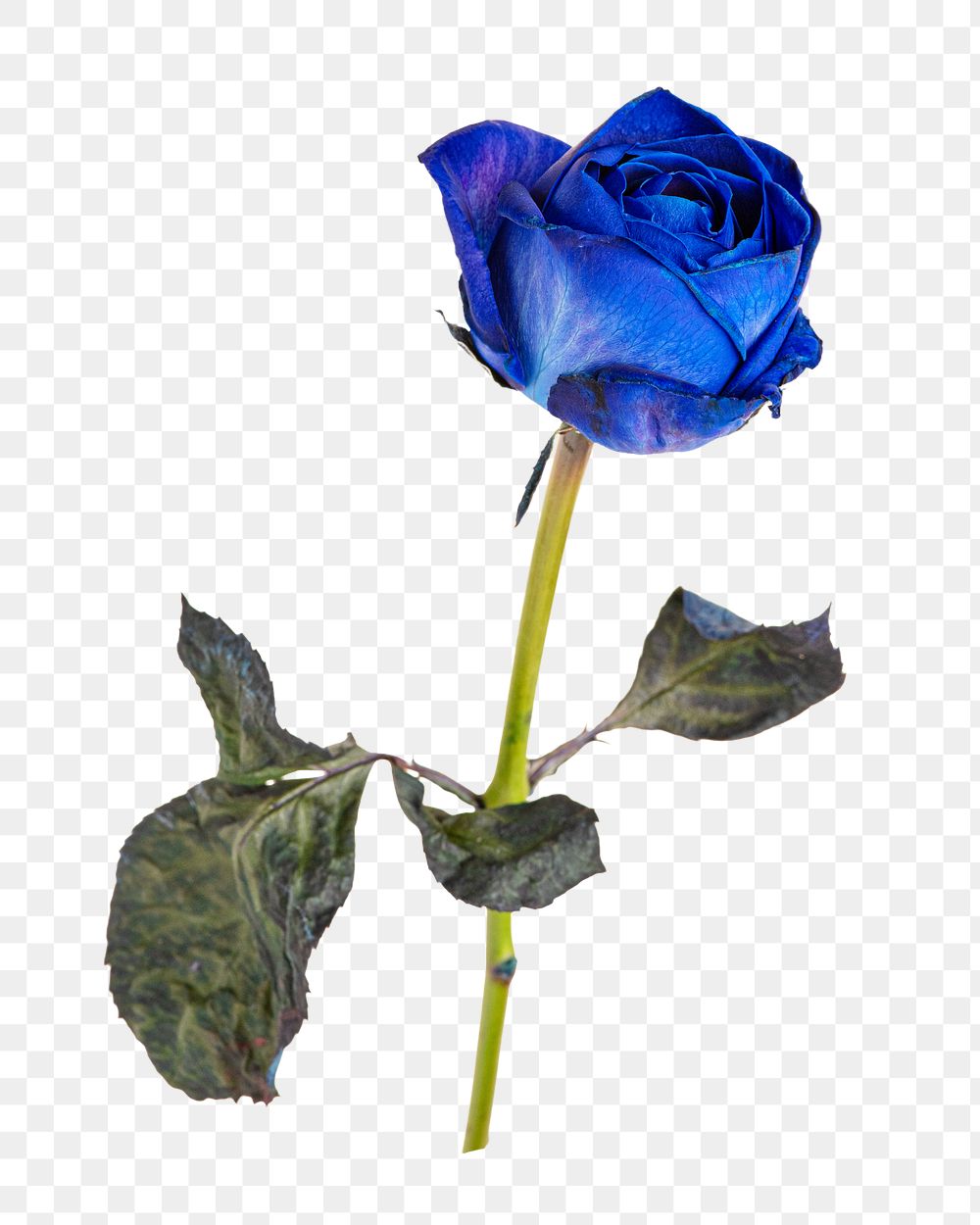 Blue rose png, beautiful flower design element in transparent background