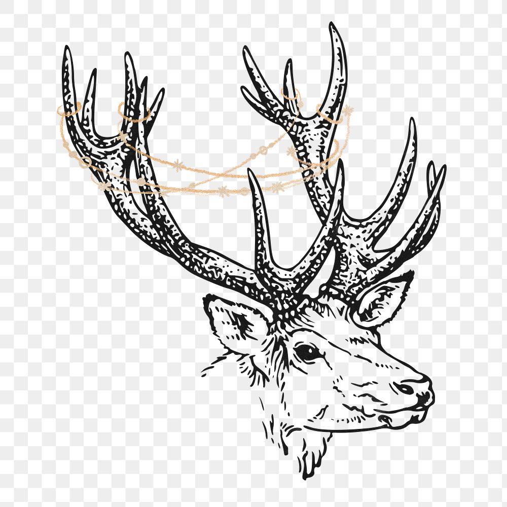 Reindeer stag png sticker, wildlife illustration, transparent background