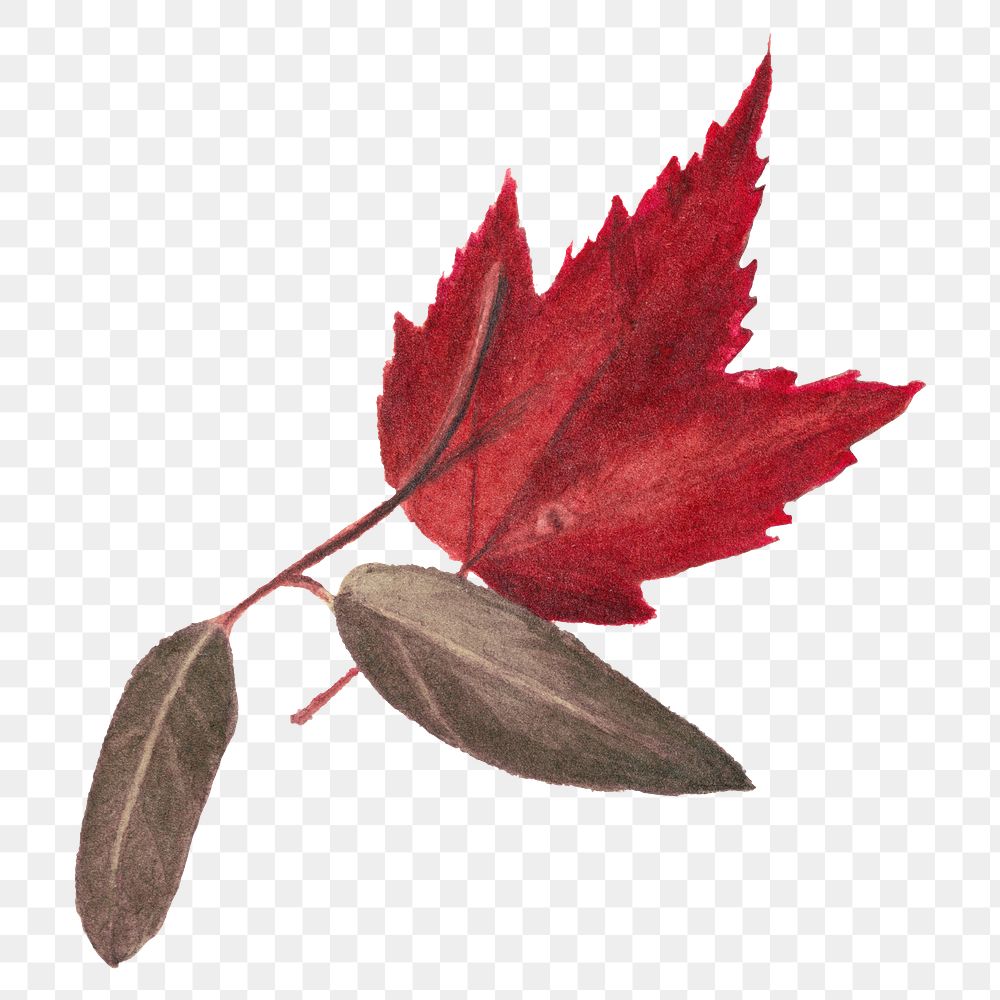 Autumn maple leaf png sticker, transparent background