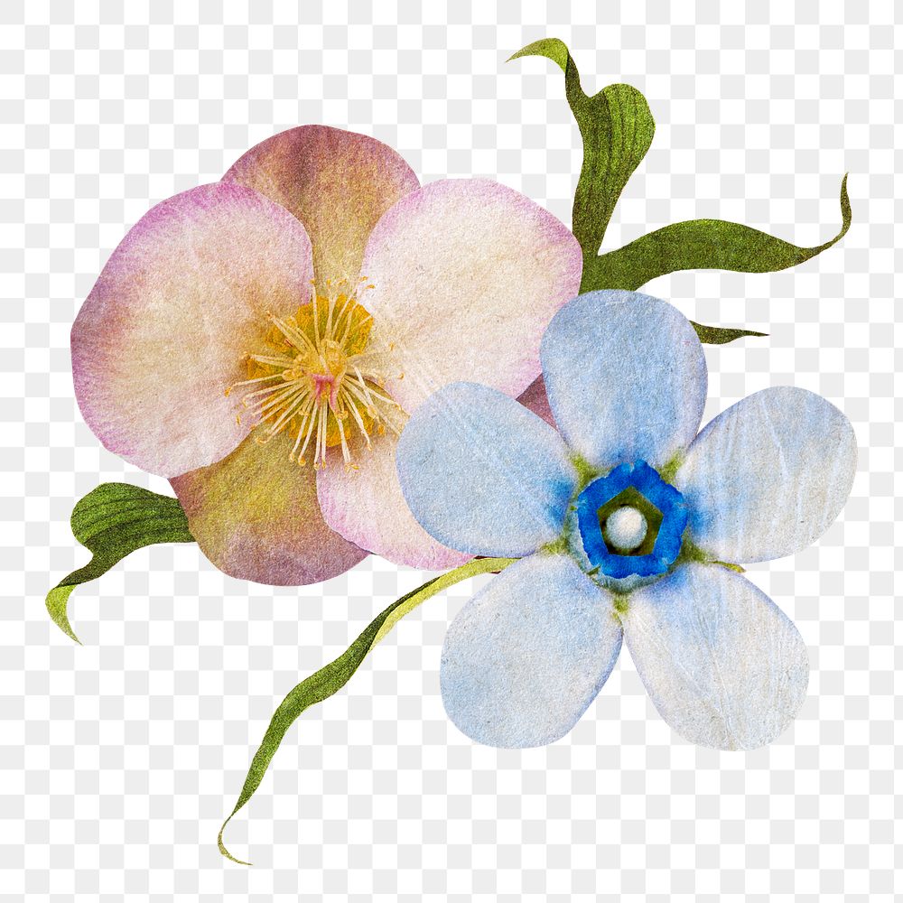 Hellebore flower png forget me not sticker, transparent background