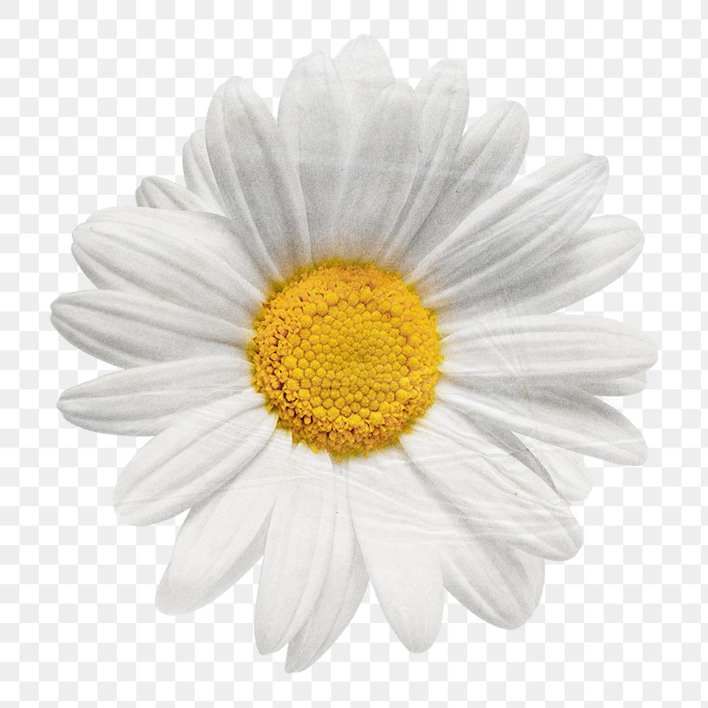 White daisy png flower sticker, transparent background